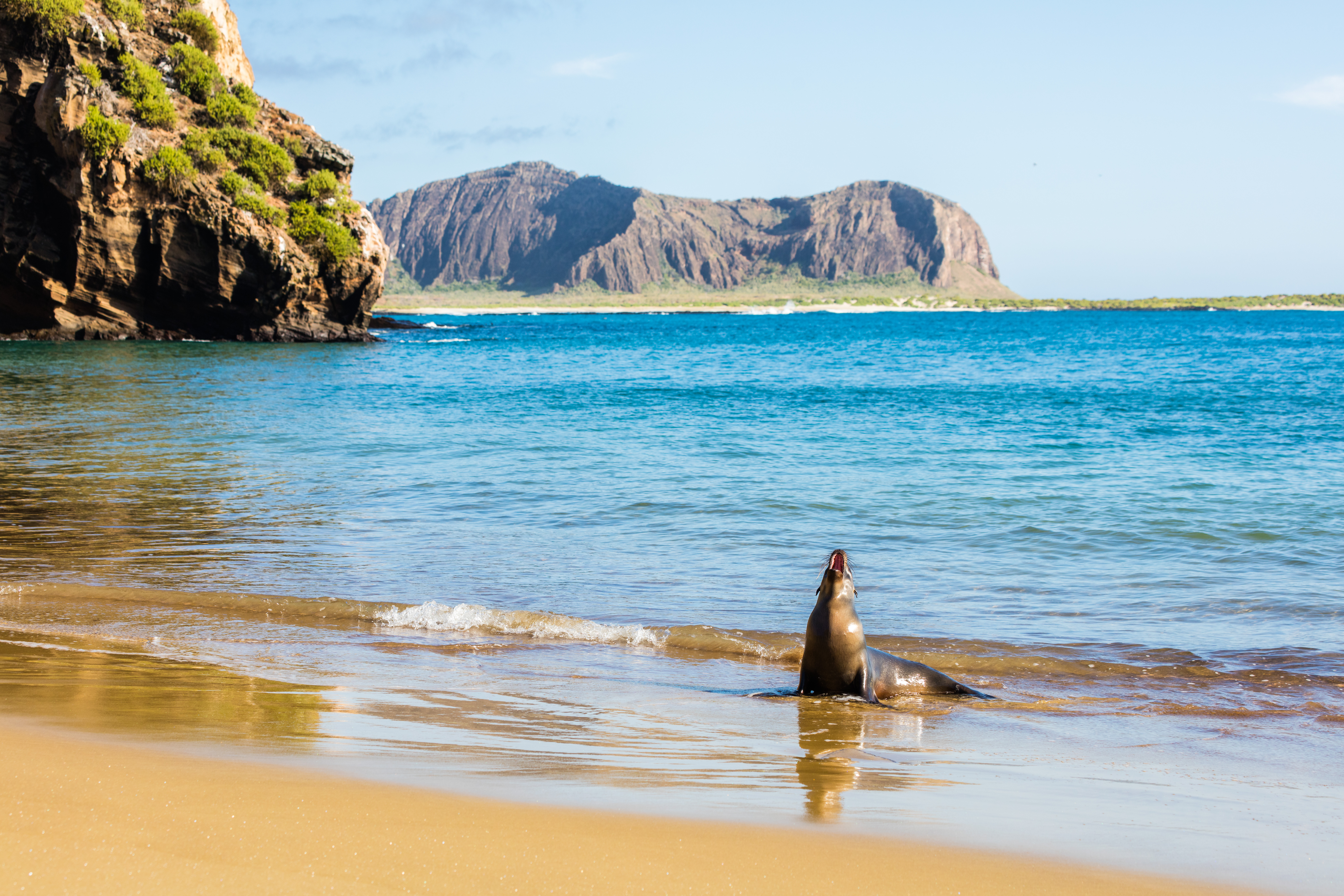 Galápagos-Seelöwe am Sandstrand mit türkisblauem Ozean